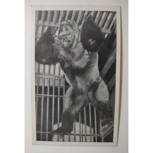Bushman Gorilla Postcard Lincoln Park Zoo Chicago Illinois Ape Unposted Vintage - Picture 1 of 2